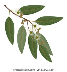 Eucalyptus branch with leaves and flowers on a white background.