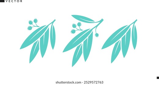 Rama de eucalipto con hojas. Vector del árbol de eucalipto