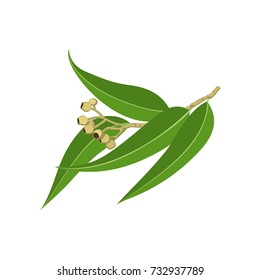 Eucalyptus branch with leaves. Vector illustration cartoon flat icon isolated on white.