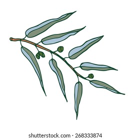 Eucalyptus branch. Medicinal plant vector illustration