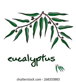 Eucalyptus branch. Medicinal plant vector illustration