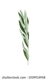 Eucalyptus branch with oblong leaves on white background realistic vector illustration