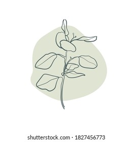 Eucalyptus branch on background with abstract shape. Simple botanical print. Vector illustration.