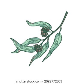 Eucalyptus branch on white background. Hand drawn botanical illustration with green contour lines in vector. Monochrome floral elements fot textile and wallpaper.