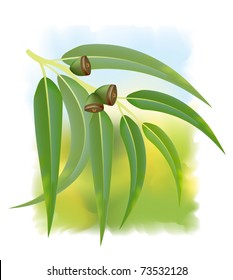 Eucalyptus branch on white background. Vector illustration.