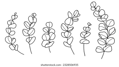 Eucalyptus branch. Outline hand drawing vector illustration