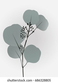 Eucalyptus branch with seeds vector illustration eps 10