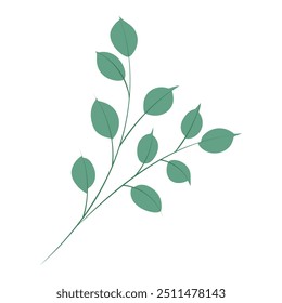 Sucursal de eucalipto. Simples mão desenhada em desenho plano planta galho. Ilustração isolada de vetor