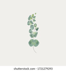 Eucalyptus Branch Vector Illustration Vintage Image Stock Vector ...