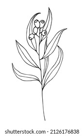 Eucalyptus branch, vector image black on white background. An isolated element for the design. EPS 10.