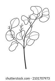 Eucalyptus branch vector in line style. Bohemian eucalyptus leaves, plant on isolated background. Minimal, simple botany, floral, organic icon.