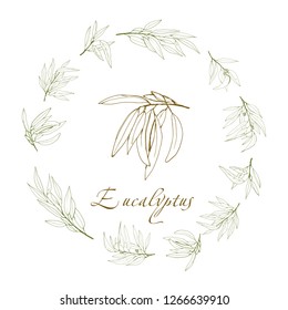 eucalyptus branch, vector logo, hand-drawn