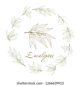 eucalyptus branch, vector logo, hand-drawn