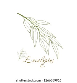 eucalyptus branch, vector logo, hand-drawn