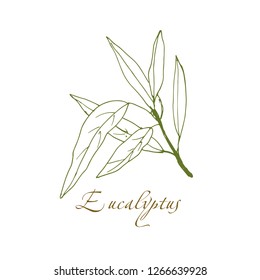 eucalyptus branch, vector logo, hand-drawn