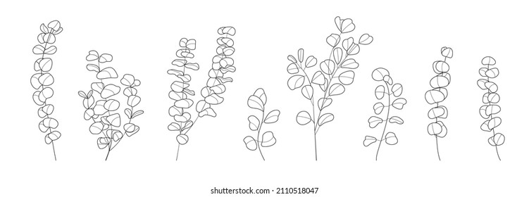 Eucalyptus branch vector set in line style. Bohemian eucalyptus leaves, plant on isolated background. Minimal, simple botany, floral, organic icons for poster, banner, fabric.