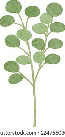 Eucalyptus branch of watercolor illustration