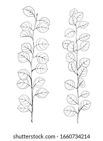 Eucalyptus branches black and white vector illustration.