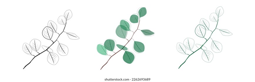 Eucalyptus branches collection.Set of differents green and black eucalyptus branches. Natural leaves and branches designer art tropical elements . Hand drawn,one line eucalyptus leaves and branches.