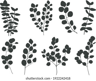  Eucalyptus branches collection.  
 greenery vector illustration. Large Eucalyptus  silhouette set isolated on white background. 