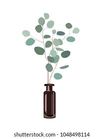 Eucalyptus branches in a dark bottle vase on the white background. Vector illustration