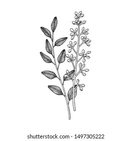 Eucalyptus branches with Flower and leaves. Hand drawn vector illustration in sketch style.