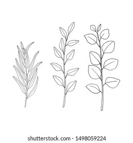 Eucalyptus branches with Flower and leaves. Hand drawn vector illustration in sketch style.