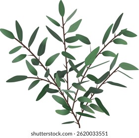 Eucalyptus branches growing with vibrant green leaves against a clean white background, offering a fresh and natural touch to botanical illustration, emphasizing organic beauty and simplicity