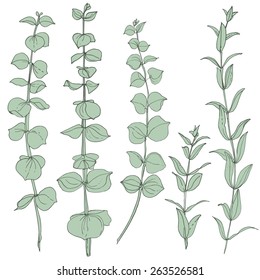 Eucalyptus branches. hand-painted flower, vector color line drawing