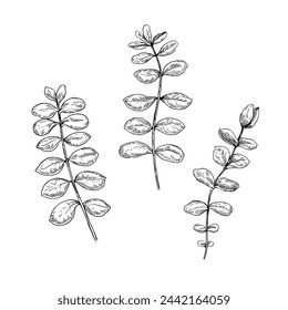 Eucalyptus branches. Isolated black and white design elements. Vector illustration.