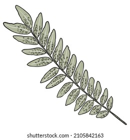 Eukalyptus-Zweige einzeln auf weißem Hintergrund. Handzeichnung Kunst Aquarellimitation.  Perlwein und Blattwerk aus echten Pflanzenblättern. Dekorative Pflanzen der Pflanzenwelt. Vektorgrafik.