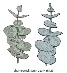 Ramas de eucalipto aisladas en fondo blanco. Imitación de la acuarela de arte de dibujo a mano.  Twig y follaje hechos de hojas de plantas reales. Plantas de vegetación decorativas. Vector.