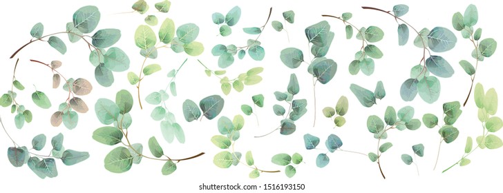 
eucalyptus branches and leaves green and emerald