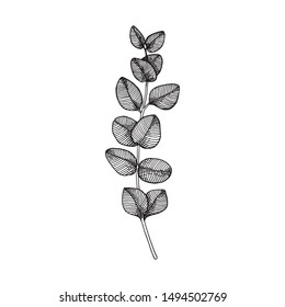 Eucalyptus branches with leaves. Hand drawn vector illustration in sketch style.