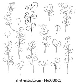 eucalyptus branches, eucalyptus leaves, vector illustration