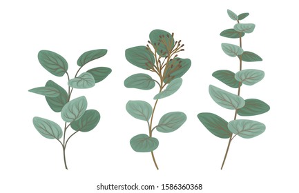 Eucalyptus Branches with Leaves Vector Set. Botanical Design Elements