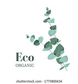 Se ramifica eucalipto sobre un fondo blanco. Diseño para su logotipo o proyecto