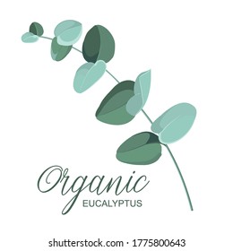 Eucalyptus branches on a white background. Design for your logo or project