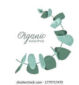 Eucalyptus branches on a white background. Design for your logo or project