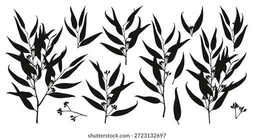 Ramas de eucalipto siluetas colección Vector