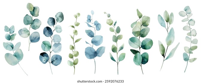 Eucalyptus branches vector collection, five distinct stems with rounded, oval-shaped leaves in varying shades of blue, green, and teal. Eucalyptus branches painted in a watercolor style.