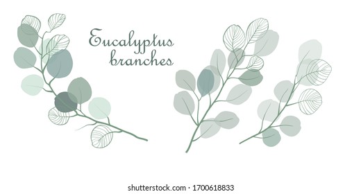 Eucalyptus branches vector set for desing