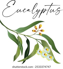 Eucalipto (Corymbia citriodora), uma planta medicinal. Ilustração vetorial botânica desenhada à mão