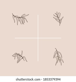 Eucalyptus. Different types of branch. Simple contour vector illustration for packaging, corporate identity, labels, postcards, invitations.