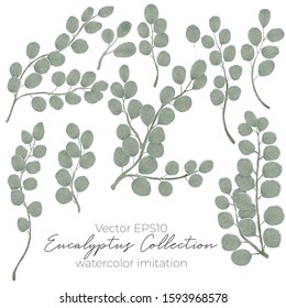 Eucalyptus elements collection vector hand drawn illustration in watercolor imitation style. Isolated on white background. Elegant eucalypts branch and leaves art. Best for design banners and prints