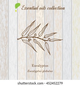 Eucalyptus, essential oil label, aromatic plant. Vector illustration