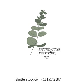 Eucalyptus Essential Oil vector botany .And logo for perfumery, packaging, books.