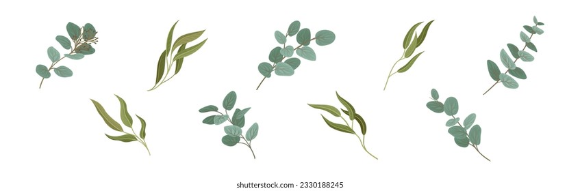 Eucalyptus Floral Leafy Branch and Twigs Vector Set