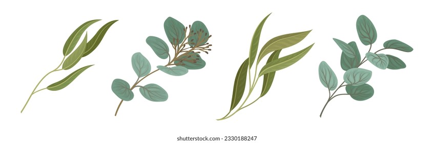Eucalyptus Floral Leafy Branch and Twigs Vector Set svg
