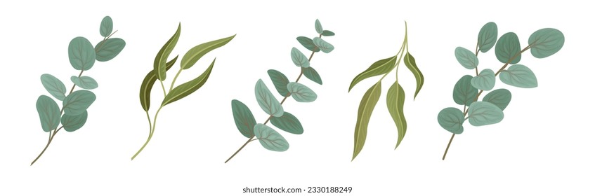 Eucalyptus Floral Leafy Branch and Twigs Vector Set